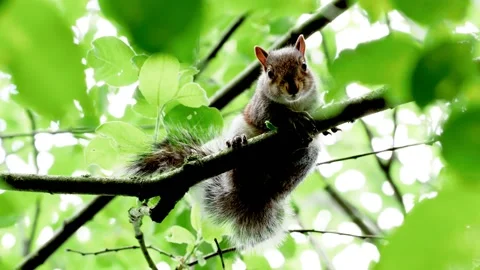 Grey Squirrel in a tree Vídeos de archivo 132599244