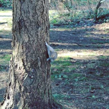Grey squirrel on tree looking forward Stock Photos
