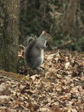 Grey Squirrel by a Tree Stock-Fotos