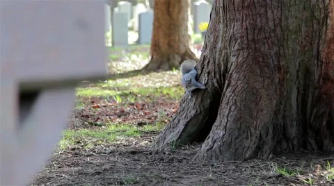 Grey Squirrel on Tree Trunk in Churchyard - Squirrels Playing / Climbing 库存影片 48980252