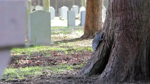 Grey Squirrel on Tree Trunk in Churchyard - Squirrels Playing / Climbing Stock-Footage 48980435