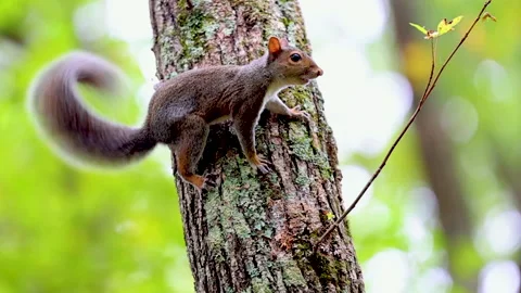 Grey Squirrel on tree wags its tail and runs away Stock Footage 145269899