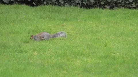 Grey Squirrel Trying To Find Food In Garden Daytime Borehamwood Hertfordshire UK Stock Footage 303007579