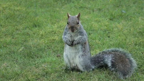 Grey Squirrel Turning Around Standing Up Then Starts Sniffing Grass Close Up Stock Footage 303405745
