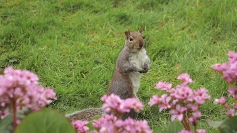 Grey Squirrel Turning To Camera Eating Slow Motion Daytime Garden Borehamwood Stock Footage 302867651
