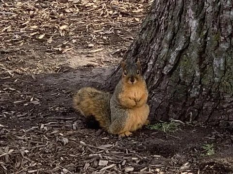 Grey Squirrel under the shadow of a tree Stock Photos