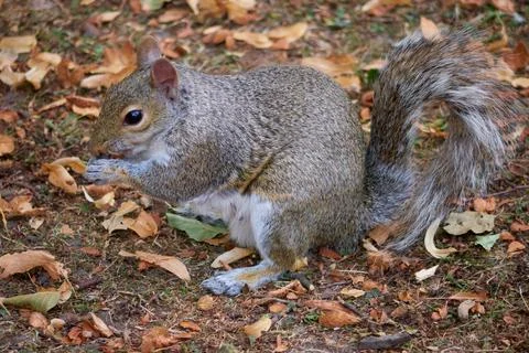 Grey Squirrel in urban park Stock Photos