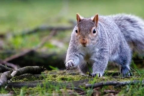 Grey squirrel walking in grass Stock-Fotos