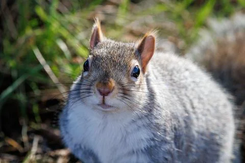 Grey squirrel walking in grass Stock-Fotos