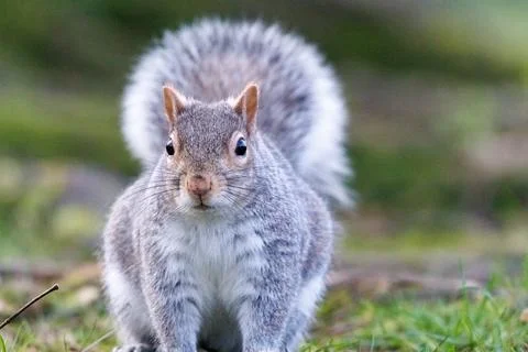 Grey squirrel walking in grass Foto stock