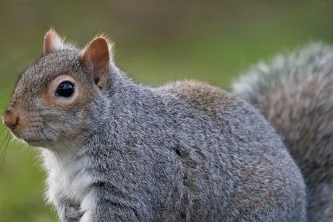 Grey squirrel walking in grass Foto stock