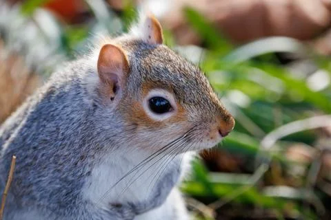 Grey squirrel walking in grass Stock-Fotos