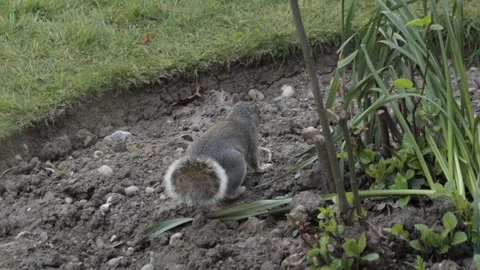 Grey Squirrel Walking Through Soil Flowerbed In Garden Daytime Borehamwood Stock Footage 303474608