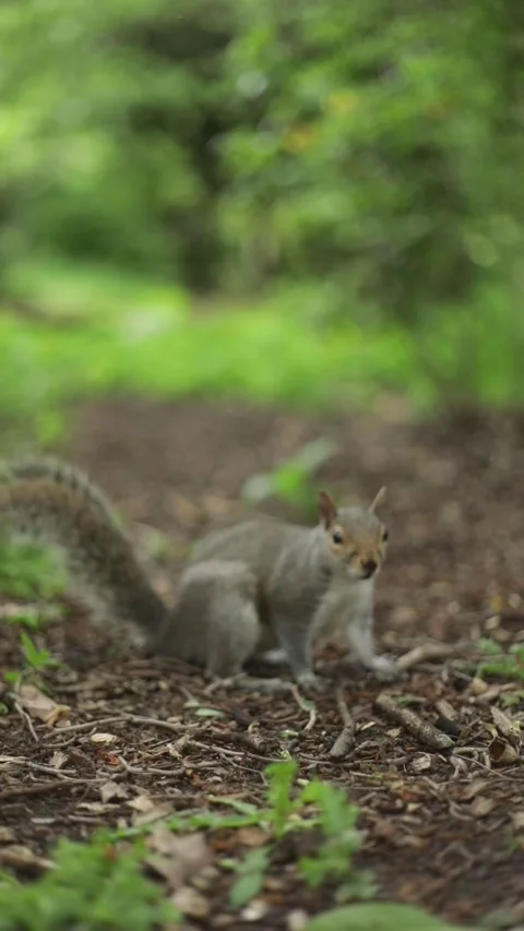 Grey squirrel watching cautiously and then running away - SlowMo, Portrait Video stock 196713521