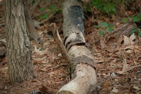 Grey squirrel watching viewer from tree trunk Stock Photos