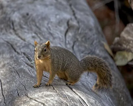 Grey Squirrel on a Weathered Log 스톡 사진