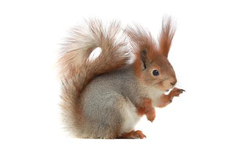 Grey squirrel on a white background Stock Photos