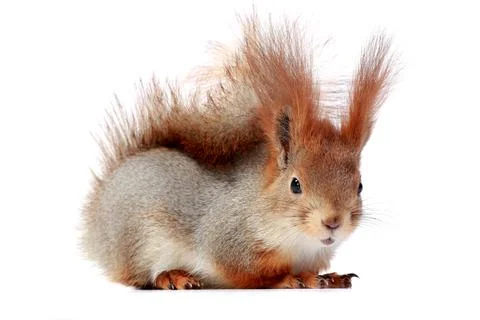 Grey squirrel on a white background Stock Photos