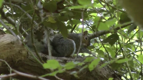 Grey Squirrels Grooming Stock-Footage 41423067