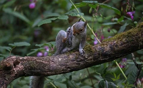 Grey squirrels Stock Photos