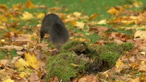 Grey squirril Sciutus carolinensis  1 Black form 50p collecting nuts in Autumn Video stock 171528580