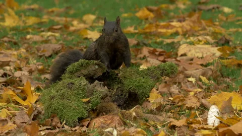 Grey squirril Sciutus carolinensis  16 Black form 50p collecting nuts in Autumn Stock Footage 171528154