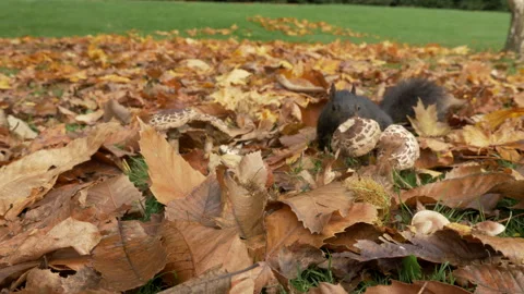 Grey squirril Sciutus carolinensis black form 4 50p collects chestnut Video stock 171528730