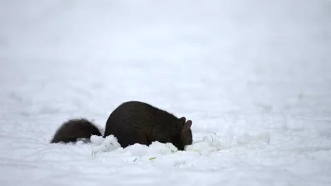 Grey squirril Sciutus carolinensis black form in snow Video stock 171530428