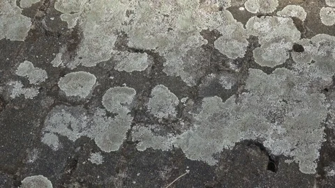 Grey stone covered by lichen. Close-up of stone covered by lichen Stock Footage 79414399