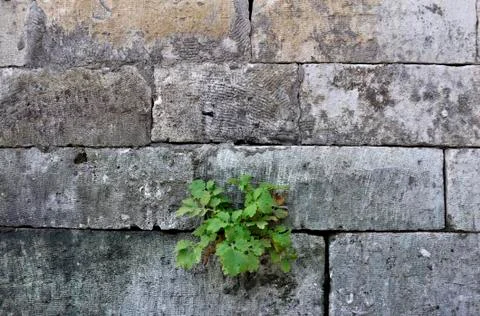 Grey stone wall background Stock Photos
