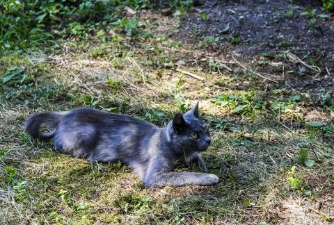 Grey stray cat on the grass Stock Photos