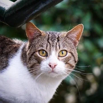 Grey stray cat portrait Stock Photos