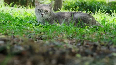 Grey stray cat staring lies on grass at park summer hot sleepy at noon Stock Footage 156635995