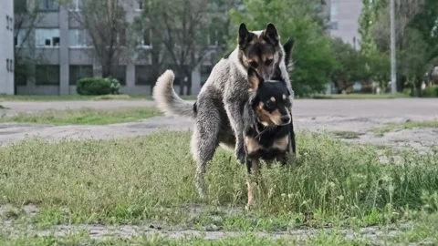 Grey Stray Dog Attempts to Mount Black Stray Dog on Grass Field Stock Footage 307940698