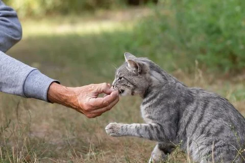 A grey stray hungry cat eats cat food from the hand of a man.The concept of c Stock Photos