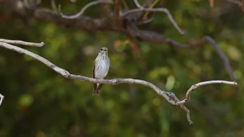 A Grey-Streaked Flycatcher Taking Flight. Stock Footage 219601579