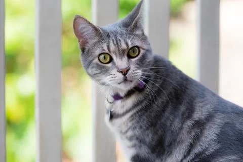 Grey striped cat on balcony. Stock Photos