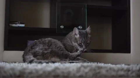 Grey striped fluffy cat licks the legs with a long tongue Stock Footage 147096138