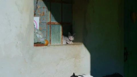 Grey Striped Kitten Looking Through Broken Window of Mountain Cottage Stock Footage 320201720