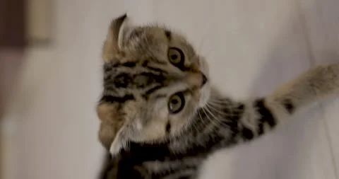 A grey striped Scottish fold kitten walks around the kitchen. Stock Footage 240827972