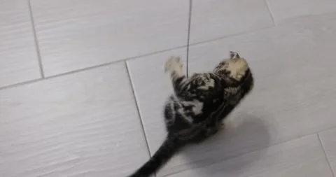 A grey striped Scottish fold kitten is playing with a fishing rod toy. Stock Footage 240828228