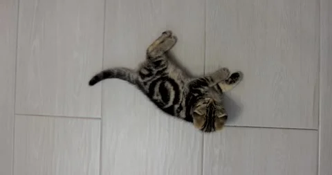 A grey striped Scottish fold kitten is playing with a fishing rod toy. Stock Footage 240828347