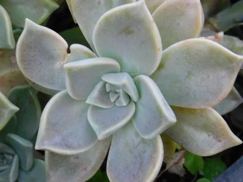 Grey Succulent Stock Photos