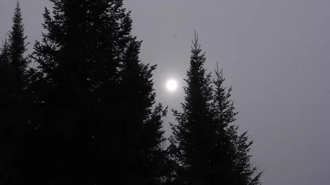 Grey sun in winter forest with conifers. Slow motion snow falling. 스톡 동영상 166643899