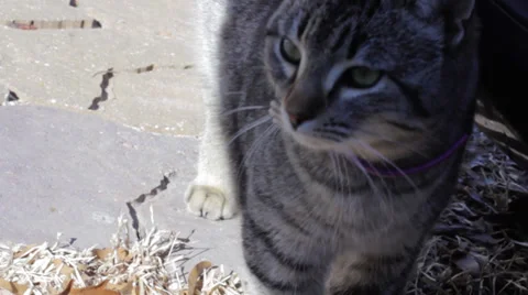 Grey tabby cat close up Video stock 34083381