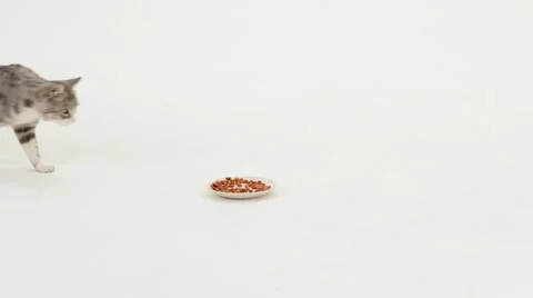 Grey tabby cat eats dry food 스톡 동영상 52432160