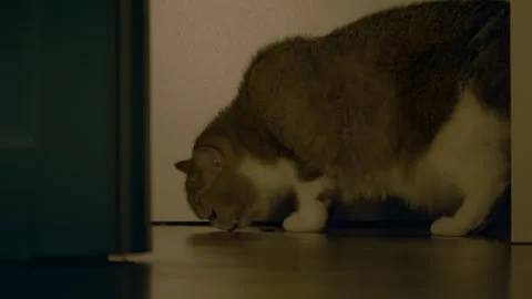 Grey tabby cat eats pieces of cat food scattered on the floor. Munchkin cat Stock-Footage 286775085