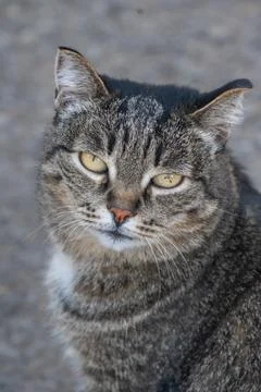 Grey tabby cat. High quality photo Foto stock