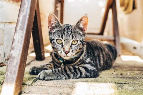 Grey tabby cat with intense golden eyes Stock Photos