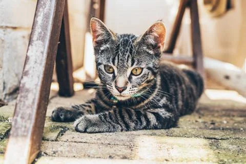Grey tabby cat with intense golden eyes Stock Photos